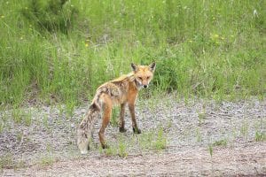 A somewhat mangy fox came to see what was happening at the party.