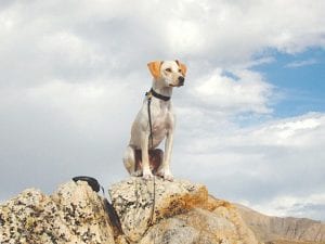 This is Macaroni, the bed-bug-sniffing wonder dog. He and his owner, Walter Penny, are in business together in Denver, Colorado but will be coming to Cook County at the end of July. While they are on vacation here, they will be making themselves available to inspect homes, cabins, apartments, condominiums, town homes, and hotels for bed bugs. Walter’s parents are Cook County residents Walter and Anne Penny.