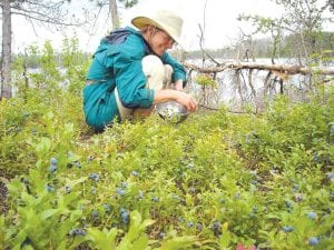 Heidi Pazlar of Clearwater Lake picks blueberries in “a secret location at the end of the Gunflint Trail” on July 16, 2010. She looks quite happy, doesn’t she? Blueberries have come out ahead of their usual time this year, and the picking is fantastic.