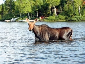 Leroy and Nancy Ullrich were fishing on Poplar Lake when they spotted this moose cow coming across the lake on July 19. Nancy said the lake was so shallow she just strolled past them. The cow didn’t appear nervous at all, however her ears perked up a little at the sound of the camera.