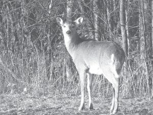 The Minnesota Department of Natural Resources (DNR) is carefully monitoring the deer population for signs of CWD.