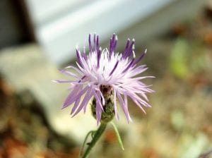 The Gunflint Trail Scenic Byway Committee is seeking help in eliminating the invasive Spotted Knapweed – Centaurea maculosa .