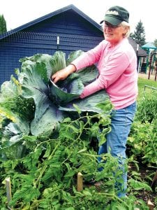 Grand Marais recreation park seasonal guest Connie Lien shows how successful her plot in the new rec park community garden has turned out to be, even though it is close to Lake Superior. Five seasonal park guests and three year-round community residents have been growing lots of things and making good community connections in the process. A lottery to choose next summer’s lucky gardeners will be held September 1.