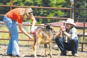 Above left: Joel Lewis chuckles as Amanda Drake fancies up a goat’s tail in the goat tyeing event at the Gunflint Horse Park on Sunday, August 21. Dozens of horses and owners enjoyed a sunny weekend of horse play during the Cook County Fair. Above right: The Sawtooth Mountain Riders Saddle Club hosted three days of fun at the Gunflint Horse Park during the Fair. Joel Lewis of Hovland gallops around the barrels.