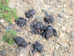 As of August 19, 2010, the blueberries were still abundant in burned-over areas up the GunflintTrail. Cara Edwards of Croftville said she picked about a gallon in two hours. “I was amazed at how many there were,” she said. “There were as many as you wanted to pick.” She brought in this photo of bear scat (above) filled with blueberries. Edwards figured the bears might have been eating nothing but blueberries at the time.