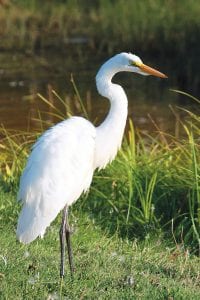 Cathi Williams was delighted to see this visitor at the pond at her farm on Fall River Road in Grand Marais on August 31. The great egret graciously cooperated for Cathi to get this beautiful photo.