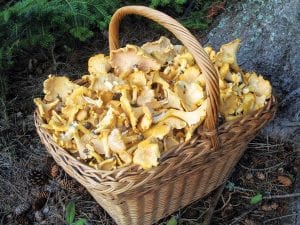 The Åseby-Gesch family of Colvill enjoyed one of their favorite pastimes recently—mushrooming. The mushrooms were ready early this year.