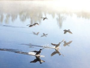 Somehow ducks notice immediately when folks who feed them appear on the dock. Nancy Ullrich caught these mallards crash-landing on Poplar Lake last week. They won’t be around much longer!