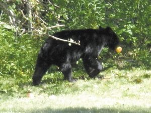 Apple trees attract bears! This bear was spotted within the city limits of Grand Marais last week.