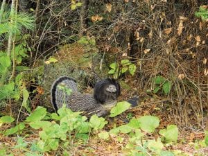 This grouse clearly demonstrates why his species is dubbed ruffed grouse, as he extends his black neck feathers and fans his tail, making himself appear bigger. Sandy Carlson of Pine City, MN was visiting relatives on the Gunflint Trail when she spotted this fellow on Voyageur’s Point Road.