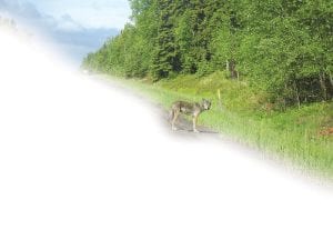 As the wolf population has increased in northeastern Minnesota, it is becoming more common to see wolves while driving in Cook County.