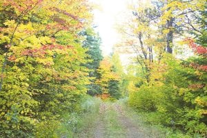 It’s fall and that means a trek down a beautiful Cook County back road. Take some time to enjoy the fall colors before they are gone.