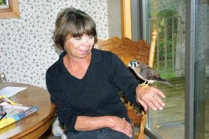 Above: Rosie Johnson of Grand Marais with the kestrel hawk she rescued on September 22. Rosie nursed the bird back to health and she and her husband Bruce released it on Friday, October 1. Left: Before being released the bird, which Rosie named “Precious” enjoyed being with Bruce and Rosie—and their cat, Patches!