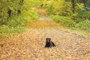 Man’s best friend loves a walk in the woods—especially in the fall leaves. Pictured here is Tucker, who visited the Arrowhead region with his family, Heide and Jeff Johnson of Bayport, MN. In addition to taking lovely fall photos, the Johnsons enjoyed a successful grouse hunt.