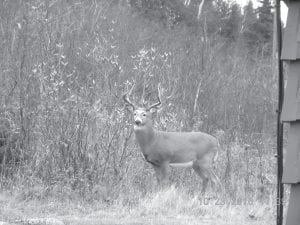 Jane and Jon Kallberg see this buck practically every day in their yard. Jon said he could get within twenty feet of the deer and talk to him. Besides a friendly disposition, the buck has a unique rack, said Jon.