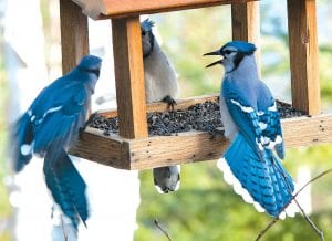 Birds, like these raucous blue jays, have been enjoying the unseasonably warm weather this week. Temperatures have been in the upper 40s and 50s and on Wednesday, November 10, reached 59.6 according to one Grand Marais weather watcher. These noisy jays visited the bird feeder of Dennis and Mickey Chick on Hungry Jack Lake.