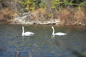 The Minnesota Department of Natural Resources (DNR) shallow lakes plan is intended to improve habitat for waterfowl like these swans, spotted by David Johnson this fall.