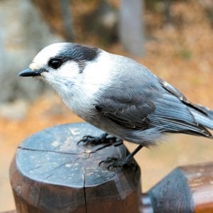 Dennis Chick took this lovely photo of a Canada jay visiting his deck at Hungry Jack Lake. The bird—also known as a gray jay or whiskeyjack—is a commonly seen bird in our boreal forest.