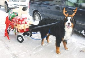 This little reindeer was gearing up for the Long Haul on Christmas Eve with a jaunt to the Blue Water Café on Friday, December 17, 2010. His name is Gunnar and when he’s not busy at the North Pole, he spends a lot of time with Chuck and Shirley Soderholm of Grand Marais.