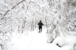 Above left: It’s not all ice this winter. Northlanders have been able to get out and play in the snow too. The trees along the trails look magical with their heavy coat of ice and snow. Above: It’s been great weather for bird watching too—this suet feeder at Hungry Jack Lake has been busy.