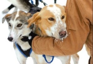 Hugs for the finishers. Congratulations to the real heroes of the 2011 John Beargrease Sled Dog Marathon—the faithful and energetic dogs!