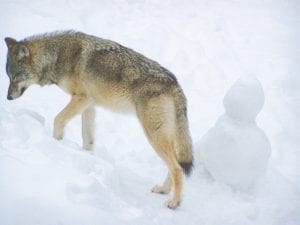 This wolf has become a fixture in the Lutsen yard of Dick Nelson. The snowman guarding a snow fort built by Nelson’s grandchildren does not seem to be doing his job.