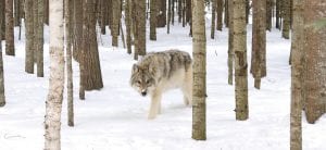 This healthy looking wolf has been spotted by a number of people in Lutsen in recent weeks. Jeff Donaldson took this photo from 20 – 30 feet away through a window. When the wolf spotted him, it cautiously trotted away. Donaldson’s dogs, Romeo and Rudy, were upset for hours after the visit. Read about another Lutsen wolf encounter on page A3.