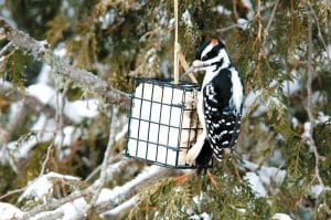 If you want to see birds in the winter, a suet feeder is a sure-fired way to draw them in. Suet seems to be a particular favorite of woodpeckers.