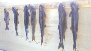 Ready for a fish fry, the day’s catch was on display at the Trout Derby. From right to left: Schroeder and Child’s first and second place fish, along with Loretta Kloster’s 5.11 pounder; Dwight Moe’s 4.5 pound fish; John “Twinkie” Burnett’s 5.1 pound trout; Eric Plummer 3.3 ounce trout and Robert’s 2.4 pound prize winner.