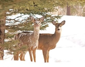 We received two photos of this unusual deer at Cascade State Park in March—one from Pete and Deb Kleinman and this one from Paul Sundberg. According to Cascade Park Manager Katie Flitsch, the deer has been hanging around the park for two years now. Department of Natural Resources Wildlife Specialist Dave Ingebrigtsen said it is a piebald deer. The unusual coloring is probably due to a rare genetic disorder that is unlikely to be passed on.