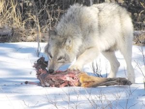 This wolf was spotted by Leah Carpenter in the ditch of Highway 61 in Lutsen on March 24. DNR conservation officers believe wolves are drawn to Highway 61 because of all the deer carcasses on the highway.