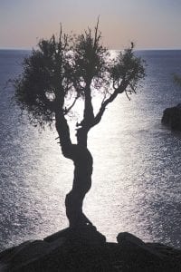 This beautiful nighttime photograph of the Spirit Little Cedar Tree or Manido Gizhigans, sometimes known as “The Witch Tree,” was the latest contribution to the artwork in the Cook County courtroom. It was taken by Grand Portage photographer Travis Novitsky.