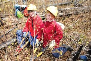 Madeline (left) and Finn McCormick of St. Paul were two of the volunteers who helped clear brush away from around baby trees last year. They were working just off the Kekekabic Trail, tending to seedlings that had been planted by volunteers last year in an effort to restore the forest after the 2007 Ham Lake Fire.