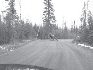 In addition to possibly washed-out or slippery, muddy roads, motorists should be on the lookout for wildlife, like this moose who is sampling the gravel on South Gunflint Lake Road to see if it still contains some winter salt.