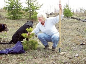 Look how we’ve grown! Sue Ahrendt of Tuscarora Lodge was one of the 150 plus volunteers who planted trees in the 2011 Gunflint Green Up on Saturday, May 7. Ahrendt also had the pleasure of “visiting” a tree she planted at the Gunflint Green Up two years ago. Like the event, the young tree has thrived. See more Green Up photos on page A3.