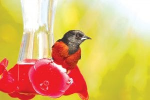 David “DJ” Johnson of Grand Marais has been catching quite a few birds with his camera lately. He saw this colorful fellow at the hummingbird feeder on May 15. At first Johnson thought it was a Baltimore Oriole, but later determined it was an Orchard Oriole. He said he recommends the website http://www.allaboutbirds.org for help in identifying bird species. And, he added, “Isn’t spring great?”