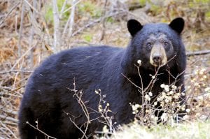 This bruin was spotted just a little way up the Gunflint Trail from Trail Center Restaurant. Sarah Hamilton of Trail Center suggested that Dave George of Livermore, Colorado and the Gunflint Trail share the photo with Cook County News-Herald readers as a reminder to put away bird feeders and trash so as not to attract bears this summer.