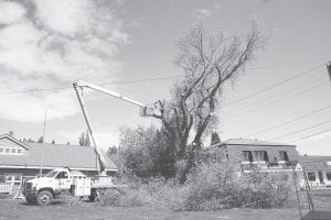 The giant old elm tree in front of the Grand Marais Public Library was taken down by the City of Grand Marais on Thursday, June 9, 2011 to make room for the new addition to the library. Feelings of sadness were expressed around town in the ensuing days.