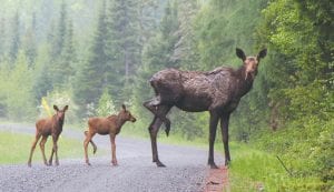 On an early morning drive along the Gunflint Trail, Nancy and Leroy Ullrich spotted this moose cow and twin calves. They stopped so Nancy could take this picture and the moose paused as if posing for the camera. Then, the cow lifted her leg—only to be imitated by her babies. Nancy said they were not sure if it was a warning to “stay away,” but it was certainly comical.