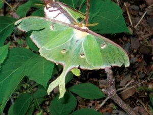 This lovely—but slightly battered—Luna moth visited the Lutsen home of Nancy Daley last week.