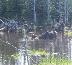 To cool off in the summer and avoid black flies, moose like to spend a lot of their time in bogs, swamps and lakes. They also feed off of the bottoms of these watering holes, receiving as much as half of their 9770 calorie per day (for a full grown moose) diet from aquatic vegetation. Moose throughout Minnesota have been dying off, and scientists are trying to figure out what is causing their decline.