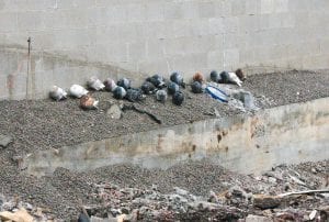 Twenty-one presumably homeless pigeons huddled together against the west wall of Sivertson Gallery on June 22, 2011, befuddled, perhaps, as to what happened to the movie theater building that is believed to have been their home until its recent demolition.