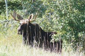 It’s getting harder and harder to find moose in the tip of the Arrowhead, although this is still the best habitat the state of Minnesota offers these majestic animals. Over the last 10 years the count has gone from 8,000 to just fewer than 5,000. But why are the moose dying? A cadre of scientists from the Midwest and Ontario are trying to figure out what is causing the drop in moose numbers. Hopefully, before they are all gone.