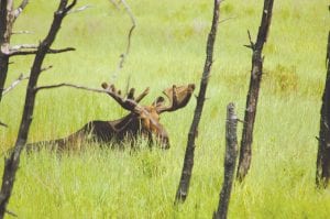 Researchers are working hard to find answers to why the Minnesota moose population has been dwindling. There may not be agreement on how to manage for moose—but all agree that we want to continue to see moose in northeastern Minnesota, like this magnificent bull moose spotted near the end of the Arrowhead Trail in Hovland.