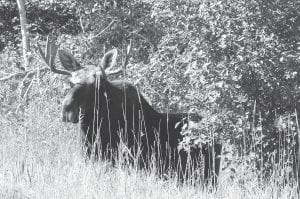 Readers who followed the recent Mystery of the Missing Moose series in the Cook County News-Herald will also find this Sugarloaf Cove presentation interesting.