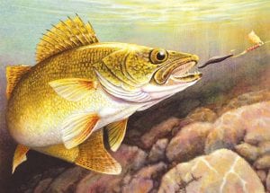 Anglers don’t have to buy a walleye stamp to fish for walleye, but doing so helps support the Minnesota Department of Natural Resources (DNR) walleye stocking program.