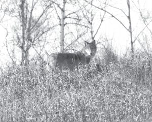 It is becoming more common to see the Minnesota gray wolf (Canis lupus) along the North Shore. In a U.S.D.A. Wildlife Service 2010 report on wolf management, it is estimated that there were 2,921 wolves in Minnesota over the winter of 2007-2008.