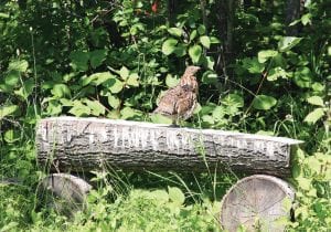 If you think you’re heard more ruffed grouse drumming this year than in previous years, you may be right. According to the Minnesota Department of Natural Resources, drumming counts were higher than last year across most of the bird’s range.