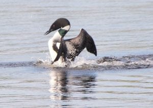 Nancy and Leroy Ullrich were entertained by this loon and its partner while fishing in front of their cabin on Poplar Lake. The loon’s diving kept the fish away, but it was worth it to watch them play. And, said Nancy, it was great to be out on the lake away from the mosquitoes.