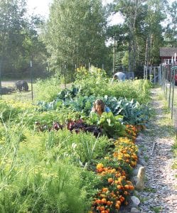 The community gardens in Cook County—at the Grand Marais Rec Park and at WTIP Community Radio—have been thriving. Here, Jana Berka does a little weeding in the garden at the WTIP Community Garden. Another community gardener, Matthew Brown, is also pictured. As the current gardeners plan their harvest, it's time to think about next year. Would you like a garden plot? The Grand Marais Rec. Park is holding a lottery to see who will get a garden spot to care for next year. Stop down at the Rec. Park office or call (218) 387-1712 for more information or to sign up. The lottery drawing Sept. 1.